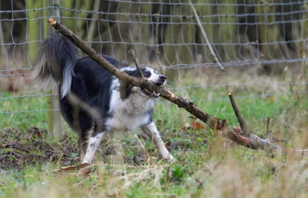 Now, let's try running with this
Keywords: Border Collie Collies Dog Dogs Play Playing Playtime Run Running Stinky Stick
