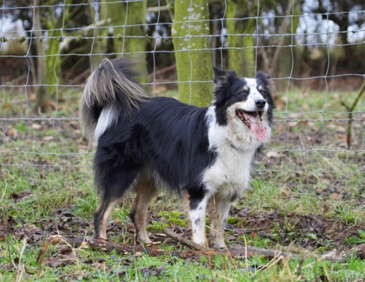 Moving that stick takes it out of one
Schlüsselwörter: Border Collie Collies Dog Dogs Play Playing Playtime Stinky Stand Standing Tongue
