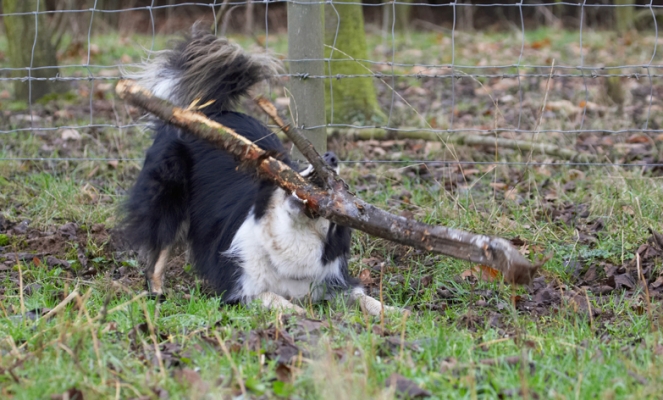 Let's give it another go
Keywords: Border Collie Collies Dog Dogs Play Playing Playtime Stinky Stick