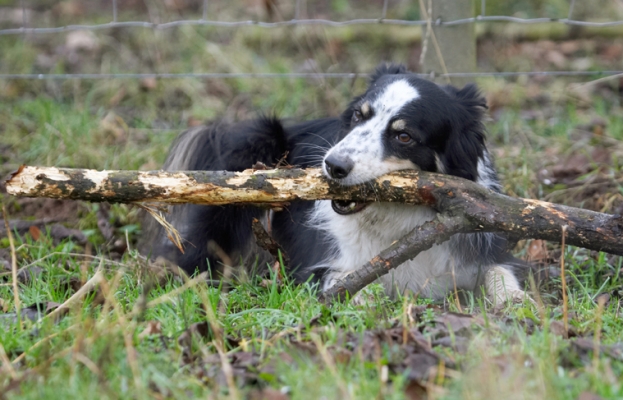 Hey, I'm good at this stick whittling
Keywords: Border Collie Collies Dog Dogs Play Playing Playtime Stinky Stick