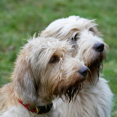 OK, you've got out attention
Keywords: Alfie Dog Dogs Grand Vendeen Bassett Hound Hounds Libbie