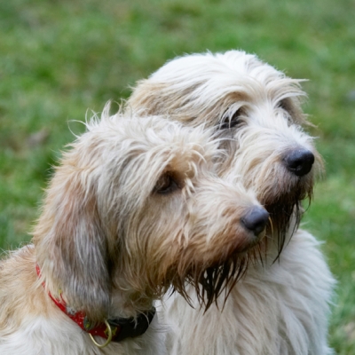 Be quick, I can't sit still for long
Λέξεις-κλειδιά: Alfie Dog Dogs Grand Vendeen Bassett Hound Hounds Libbie