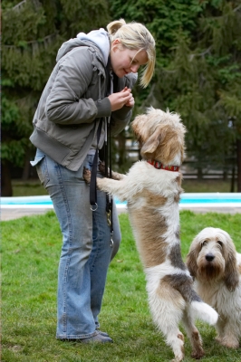 I know, Libbie is sooooooooo pushy
Palabras clave: Alfie Dog Dogs Grand Vendeen Bassett Hound Hounds Libbie Kate