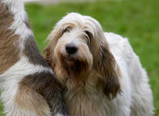 It's tough being the short, stout one
Palabras Clave: Alfie Dog Dogs Grand Vendeen Bassett Hound Hounds Libbie