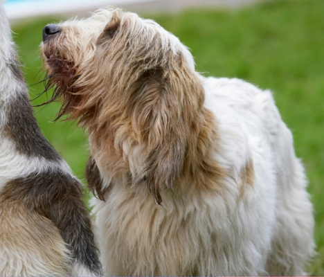 Me too
Palabras clave: Alfie Dog Dogs Grand Vendeen Bassett Hound Hounds Libbie
