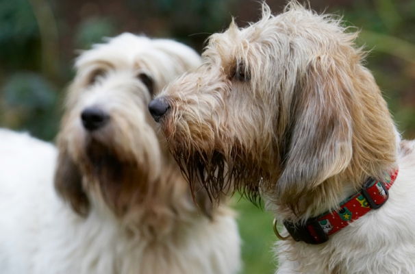 Aren't we being patient
Keywords: Alfie Dog Dogs Grand Vendeen Bassett Hound Hounds Libbie