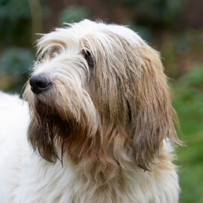 I'm always a good boy
Keywords: Alfie Dog Dogs Grand Vendeen Bassett Hound Hounds Head