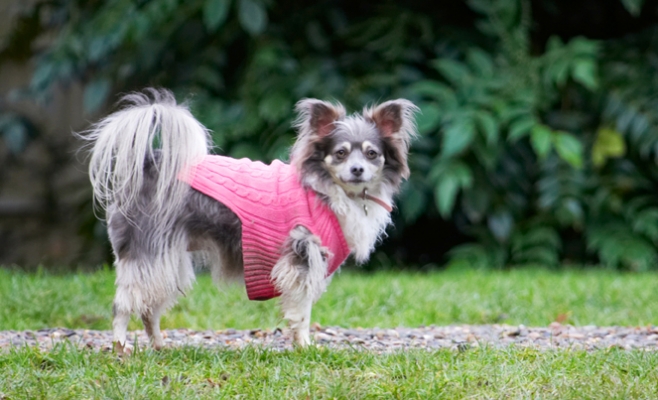 This is high fashion doncha know
Palabras clave: Chihuahuas Dog Dogs Longhaired Chihuahua Matt Rose