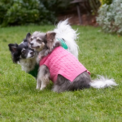 Love is.............
Avainsanat: Chihuahuas Dog Dogs Longhaired Chihuahua Matt Rose