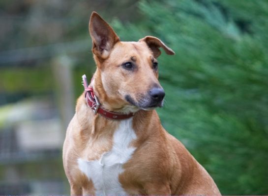 Jus' keeping my eye on things
Palabras clave: Dog Dogs English Bull Terrier Ruby Staffordshire Terriers