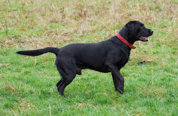 Go on, throw, I'm ready
الكلمات الإستدلالية(لتسهيل البحث): Buddy Dog Dogs Harvey Labrador Play Playing Playtime Run Running