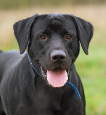 OK, I'm ready
Schlüsselwörter: Buddy Dog Dogs Labrador Play Playing Playtime Run Running Tongue