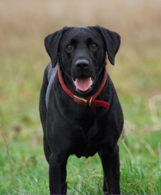 Got my eyes on the ball
Keywords: Dog Dogs Harvey Labrador Play Playing Playtime Run Running Tongue