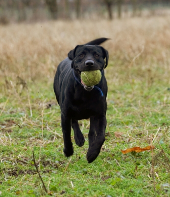 Look, my feet don't even touch the ground
Palabras clave: Ball Buddy Dog Dogs Labrador Play Playing Playtime Run Running