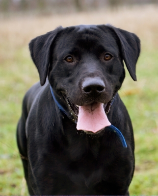 I seem to spend a lot of time hanging around!
Keywords: Buddy Dog Dogs Labrador Play Playing Playtime Run Running Tongue