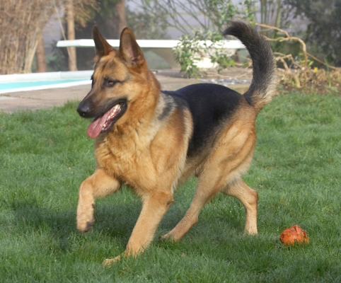 Sasha
Keywords: Sasha German Shepherd