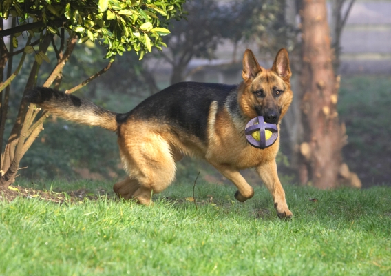 Sasha Playing Catch
Ключові слова: Sasha German Shepherd catch ball