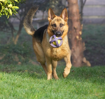Sasha Running With The Ball
Słowa kluczowe: Sasha German Shepherd ball dog catch fetch