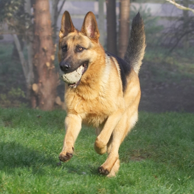 Sasha
Słowa kluczowe: Sasha German Shepherd ball catch fetch