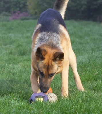 Now, how do I pick up this ball?
Ключові слова: Sasha German Shepherd ball