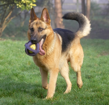 Yep, I'm bringing it back
Palabras clave: Sasha German Shepherd tongue
