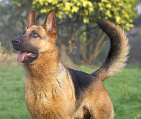 Can I have it,  please, please, please
Keywords: Sasha German Shepherd tongue
