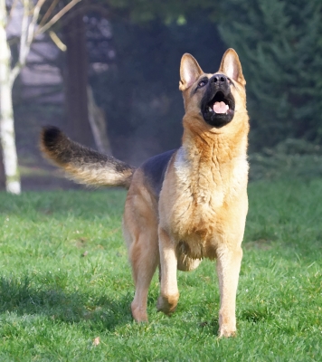 Eye on the ball, eye on the ball........
Keywords: Sasha German Shepherd