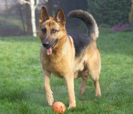 That's my job - to guard the ball
Keywords: Sasha German Shepherd