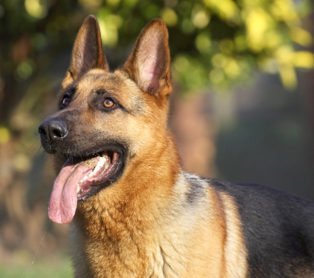 I know that's for me!
Keywords: Sasha German Shepherd tongue