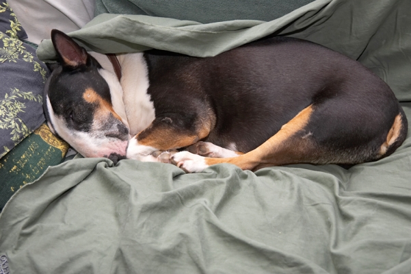 Do not disturb
Palabras Clave: Tapa English Bull Terrier sleeping