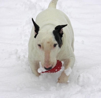 Boy, this is deep
Palabras clave: Kiko English Bull Terrier snow winter