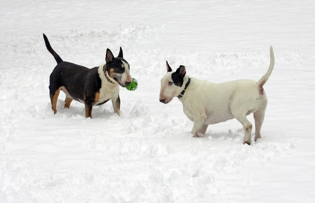 Where's MY ball?!
Ключові слова: Tapa Kiko English Bull Terrier snow winter