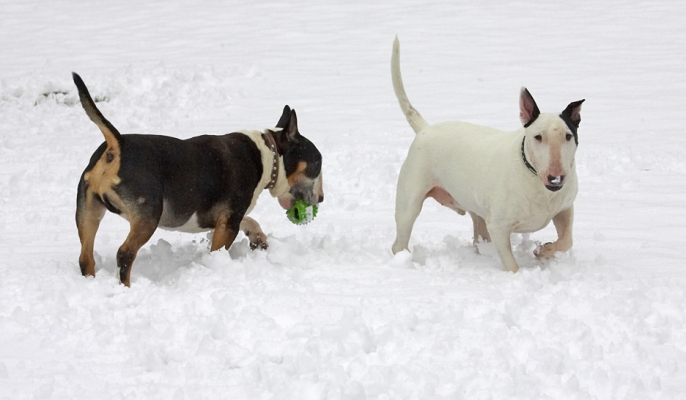 Still can't see my ball
Keywords: Tapa Kiko English Bull Terrier snow winter