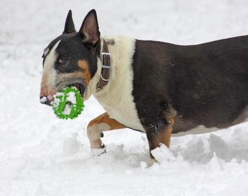 We're tough - we don't need snow boots
Keywords: Tapa English Bull Terrier winter snow
