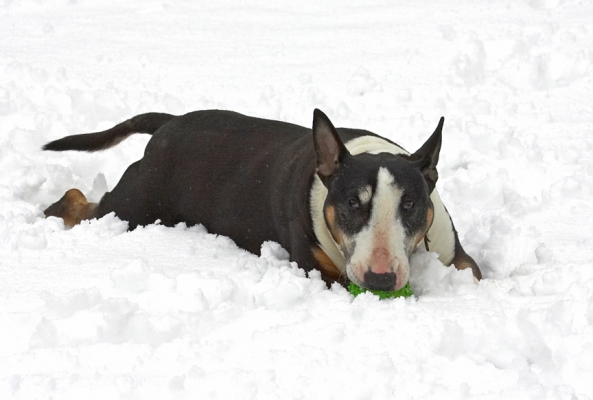 I'm tough
Trefwoorden: Tapa English Bull Terrier winter snow