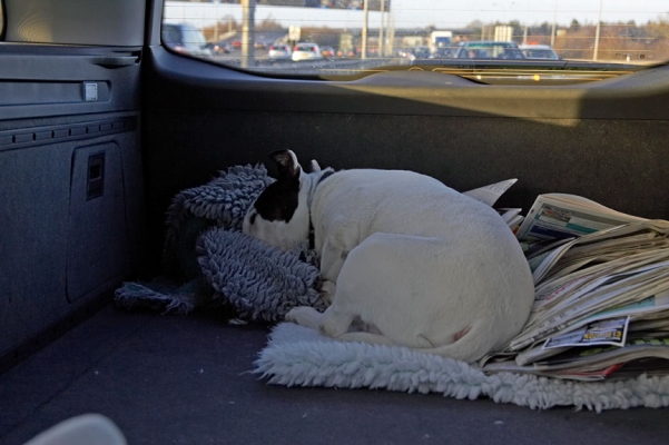 Kiko Asleep in the Car
On the way to the Animal Health Trust in Newmarket so Kiko can have an MRI.  He managed to "nest" in the vet bed and the newspapers bound for recycling.
Keywords: Kiko Newmarket car newspapers English bull terrier