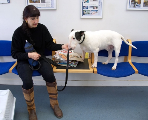 Marjorie and Kiko
In the waiting room at the Animal Health Trust in Newmarket.  When Kiko is nervous, he likes to be off the floor --- on a chair.  And ideally in our laps.
Keywords: Kiko Marjorie Animal Health Trust Newmarket English bull terrier nervous