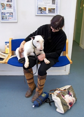 Marjorie Comforting Kiko
Kiko is waiting to be seen by the veterinarian at the Animal Health Trust in Newmarket.  He had an MRI for a suspicious dark patch in his lung.  The biopsy showed it was necrotic tissue, but apparently not a tumor.
Keywords: Kiko English Bull Terrier Marjorie Animal Health Trust Newmarket
