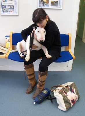 Marjorie Giving Kiko a Cuddle
In the waiting room of the Animal Health Trust, Newmarket.
Keywords: Marjorie Kiko cuddle Animal Health Trust Newmarket waiting room English Bull Terrier