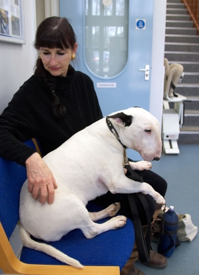 Kiko and Marjorie
In the waiting room of the Animal Health Trust, Newmarket.  When Kiko is nervous, he doesn't like to be on the floor.  Instead, he prefers our lap, or the chairs.
Słowa kluczowe: Marjorie English Bull Terrier Kiko Animal Health Trust waiting room Newmarket