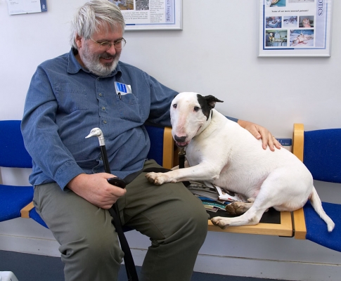 Kiko and Me
Animal Health Trust waiting room, Newmarket
Keywords: Kiko English Bull Terrier Animal Health Trust Newmarket waiting room Craig