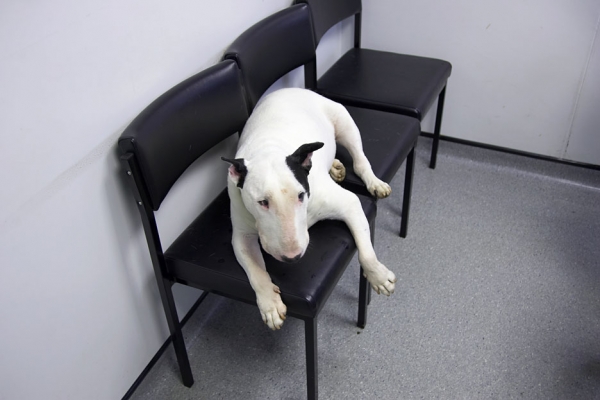 Kiko In The Examining Room
At the Animal Health Trust in Newmarket.  Rather than getting up on the examination table, Kiko preferred to be on the chairs.
Klíčová slova: Kiko English Bull Terrier Animal Health Trust Newmarket chairs
