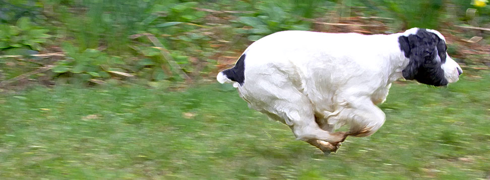 Hey look, I'm a race horse
Anahtar kelimeler: Charlie Cocker Spaniel