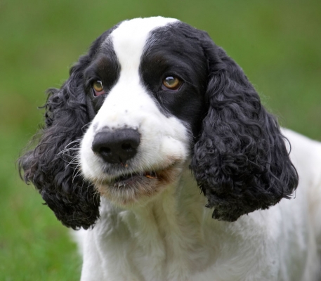 Aye, it's a rum do
Λέξεις-κλειδιά: Charlie Cocker Spaniel