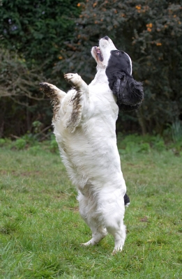 Hey, they have dancing lessons here
Λέξεις-κλειδιά: Charlie Cocker Spaniel
