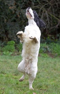 Does this make me taller?
Keywords: Charlie Cocker Spaniel