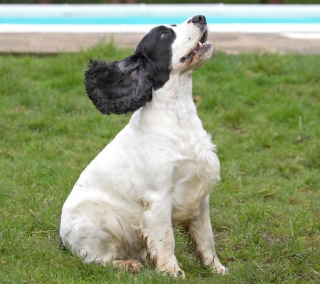 C'mon, give it to me
Keywords: Charlie Cocker Spaniel