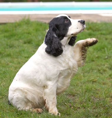 OK, OK, I'll shake paws
Anahtar kelimeler: Charlie Cocker Spaniel
