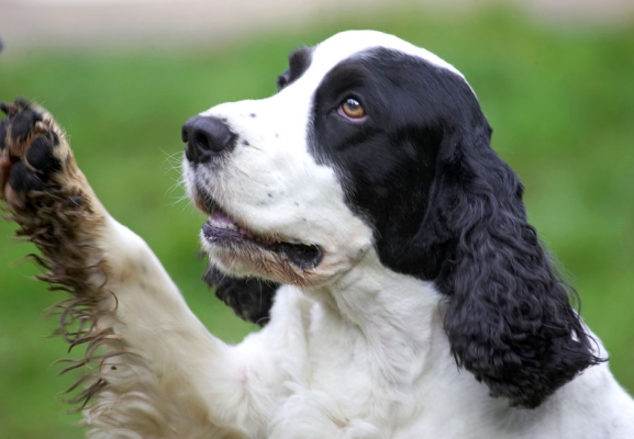Will a high 5 do?
الكلمات الإستدلالية(لتسهيل البحث): Charlie Cocker Spaniel