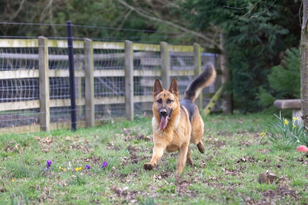 In full flight
Palabras Clave: Sasha German Shepherd
